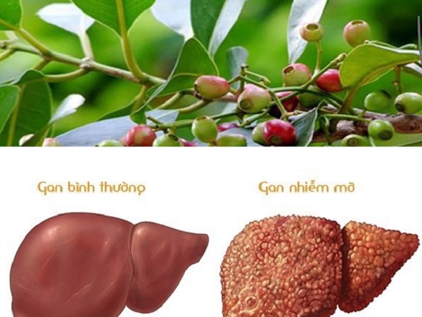 Dùng lá vối chữa bệnh gan nhiễm mỡ theo cách này, bạn sẽ bất ngờ vì kết quả mang lại